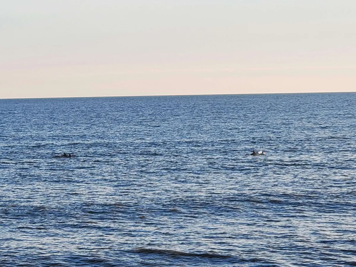 A serene view across the ocean with silhouettes of distant figures, referencing activities like fishing and wildlife watching. The scene is peaceful, expansive, and subtly hints at nearby attractions like the pier and the variety of family activities available in the area.